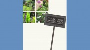 Olive Tree Garden Design