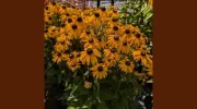 Springwell Nursery & Garden Centre